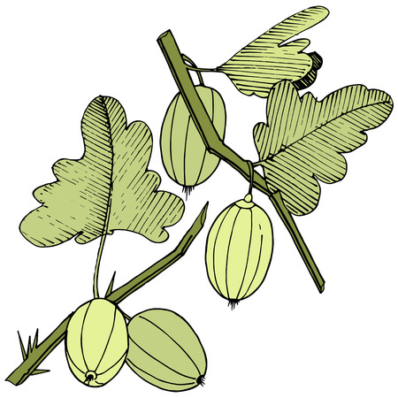 Vector Black and white engraved ink art. Isolated gooseberry illustration element. Green leaf. Leaf plant botanical garden floral foliage.のイラスト素材