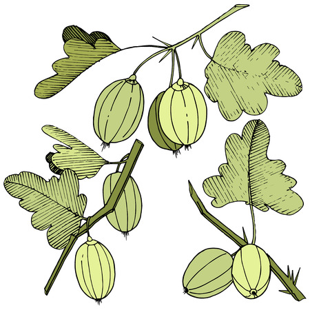 Vector Black and white engraved ink art. Isolated gooseberry illustration element. Green leaf. Leaf plant botanical garden floral foliage.のイラスト素材