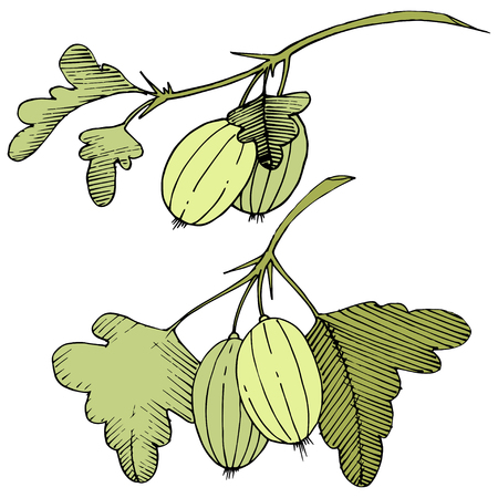 Vector Black and white engraved ink art. Isolated gooseberry illustration element. Green leaf. Leaf plant botanical garden floral foliage.のイラスト素材