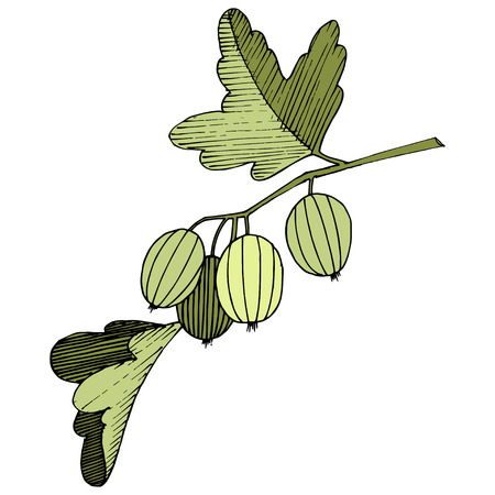 Vector Black and white engraved ink art. Isolated gooseberry illustration element. Green leaf. Leaf plant botanical garden floral foliage.のイラスト素材