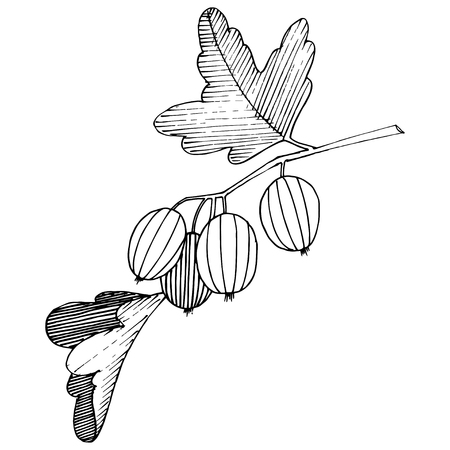 Vector Black and white engraved ink art. Isolated gooseberry illustration element. Leaf plant botanical gardenl foliage.のイラスト素材
