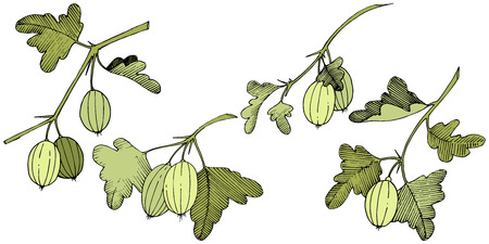 Vector Black and white engraved ink art. Isolated gooseberry illustration element. Green leaf. Leaf plant botanical garden floral foliage.のイラスト素材