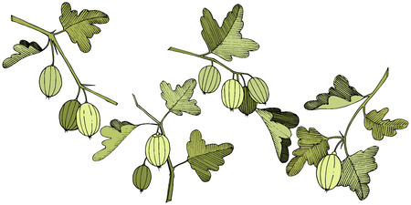 Vector Black and white engraved ink art. Isolated gooseberry illustration element. Green leaf. Leaf plant botanical garden floral foliage.のイラスト素材