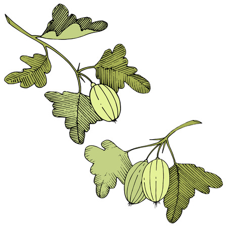 Vector Black and white engraved ink art. Isolated gooseberry illustration element. Green leaf. Leaf plant botanical garden floral foliage.のイラスト素材