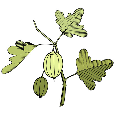 Vector Black and white engraved ink art. Isolated gooseberry illustration element. Green leaf. Leaf plant botanical garden floral foliage.のイラスト素材