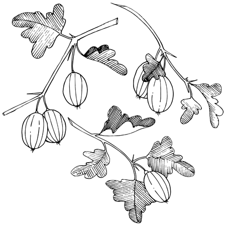 Vector Black and white engraved ink art. Isolated gooseberry illustration element. Leaf plant botanical gardenl foliage.のイラスト素材