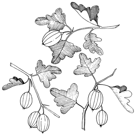 Vector Black and white engraved ink art. Isolated gooseberry illustration element. Leaf plant botanical gardenl foliage.のイラスト素材