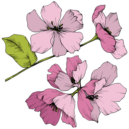 Vector Appe blossom floral botanical flowers. Pink and green engraved ink art. Wild spring leaf. Isolated apple blossom flower illustration element.のイラスト素材