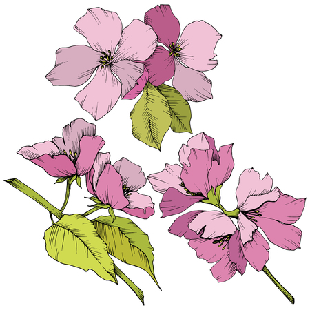 Vector Appe blossom floral botanical flowers. Pink and green engraved ink art. Wild spring leaf. Isolated apple blossom flower illustration element.のイラスト素材