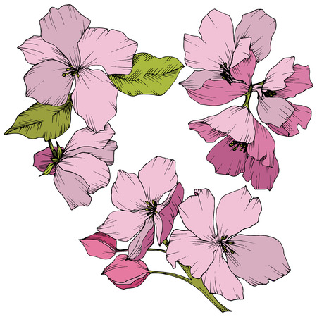 Vector Appe blossom floral botanical flowers. Pink and green engraved ink art. Wild spring leaf. Isolated apple blossom flower illustration element.のイラスト素材
