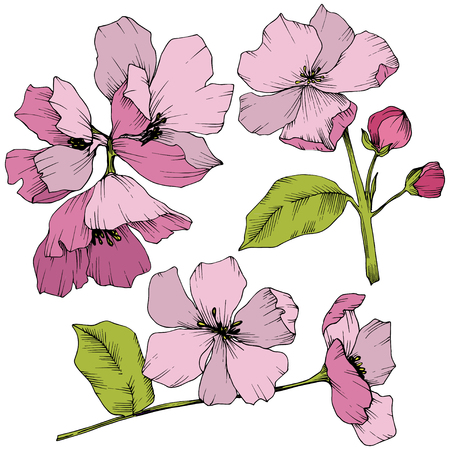 Vector Appe blossom floral botanical flowers. Pink and green engraved ink art. Wild spring leaf. Isolated apple blossom flower illustration element.のイラスト素材