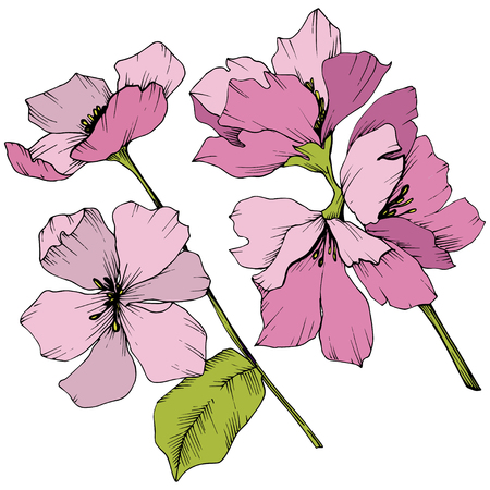 Vector Appe blossom floral botanical flowers. Pink and green engraved ink art. Wild spring leaf. Isolated apple blossom flower illustration element.のイラスト素材