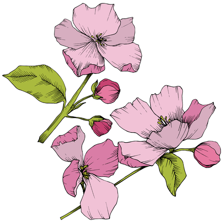 Vector Appe blossom floral botanical flowers. Pink and green engraved ink art. Wild spring leaf. Isolated apple blossom flower illustration element.のイラスト素材