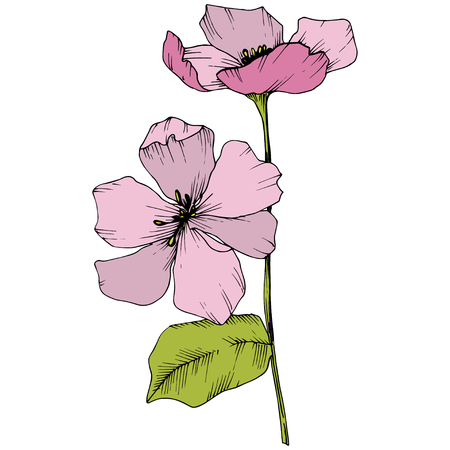 Vector Appe blossom floral botanical flowers. Pink and green engraved ink art. Wild spring leaf. Isolated apple blossom flower illustration element.のイラスト素材
