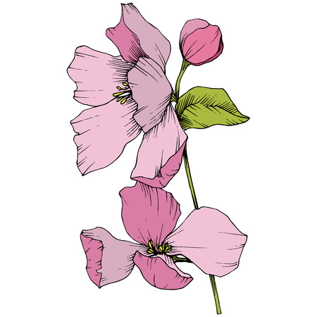 Vector Appe blossom floral botanical flowers. Pink and green engraved ink art. Wild spring leaf. Isolated apple blossom flower illustration element.のイラスト素材