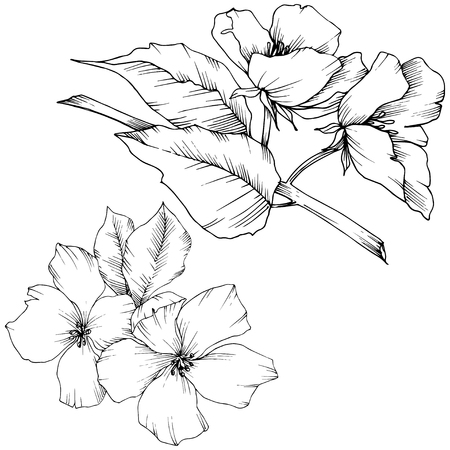 Vector Appe blossom floral botanical flowers. Black and white engraved ink art. Wild spring leaf. Isolated apple blossom flower illustration element.のイラスト素材