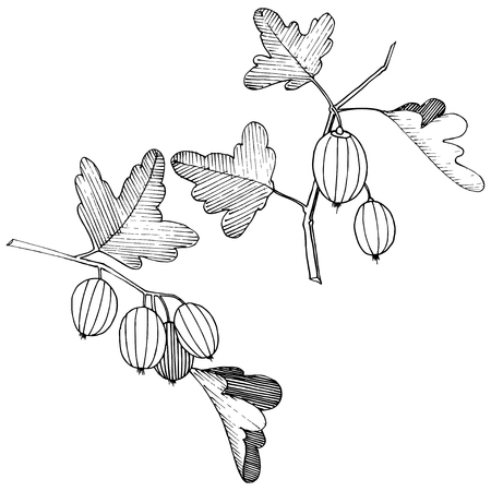 Vector Black and white engraved ink art. Isolated gooseberry illustration element. Leaf plant botanical gardenl foliage.のイラスト素材
