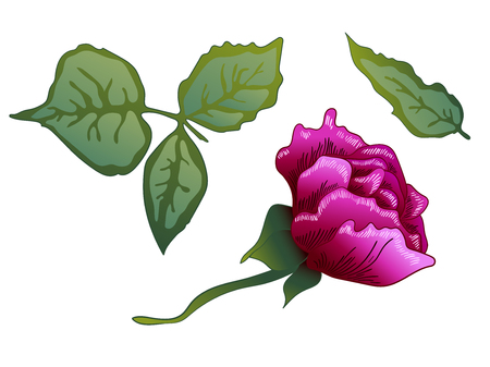 Vector Purple Rose floral botanical flower. Wild spring leaf wildflower isolated. Purple engraved ink art. Isolated rose illustration element on white background.のイラスト素材