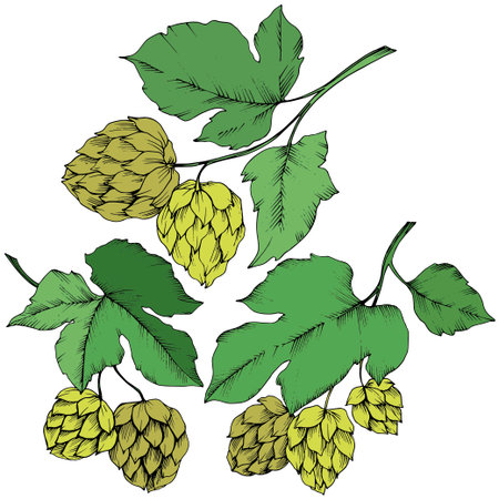 Vector Green engraved humulus ink art. Green leaf. Leaf plant botanical garden floral foliage. Isolated humulus illustration element.のイラスト素材