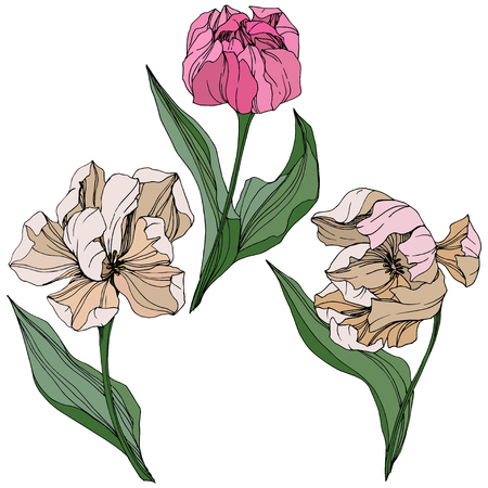 Vector Pink and white tulip engraved ink art. Floral botanical flower. Wild spring leaf wildflower isolated. Isolated tulip illustration element.のイラスト素材