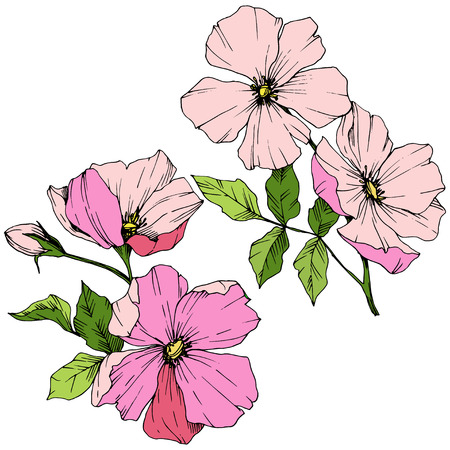 Vector Pink rosa canina. Floral botanical flower. Wild spring leaf wildflower isolated. Engraved ink art. Isolated rosa canina illustration element.のイラスト素材