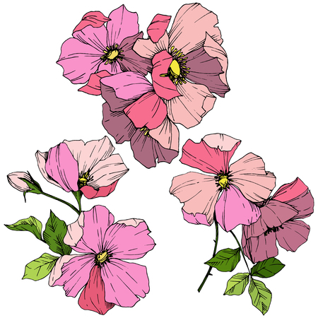 Vector Pink rosa canina. Floral botanical flower. Wild spring leaf wildflower isolated. Engraved ink art. Isolated rosa canina illustration element.のイラスト素材