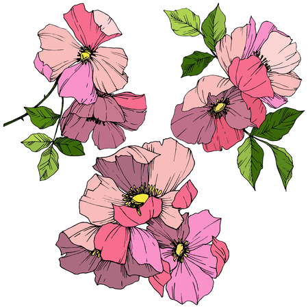 Vector Pink rosa canina. Floral botanical flower. Wild spring leaf wildflower isolated. Engraved ink art. Isolated rosa canina illustration element.のイラスト素材