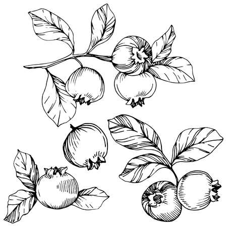 Vector Blueberry black and white engraved ink art. Berries and leaves. Leaf plant botanical garden floral foliage. Isolated blueberry illustration element.のイラスト素材