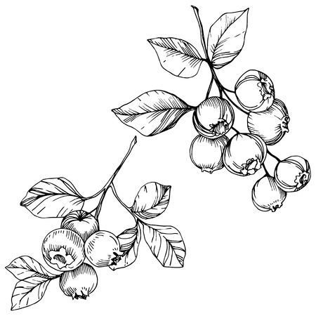 Vector Blueberry black and white engraved ink art. Berries and leaves. Leaf plant botanical garden floral foliage. Isolated blueberry illustration element.のイラスト素材