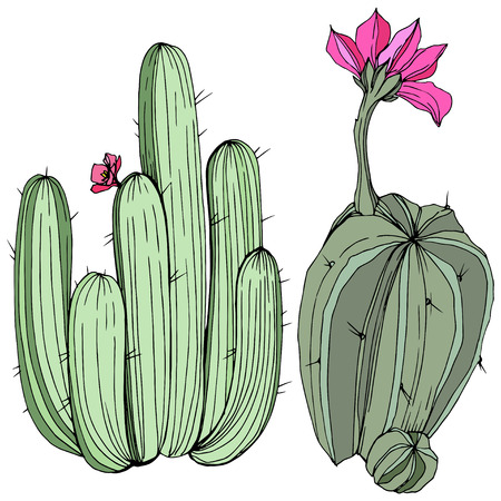 Vector Green Cactus. Wild spring leaf wildflower isolated. Green engraved ink art. Isolated cacti illustration element on white background.のイラスト素材