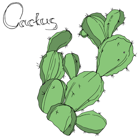 Vector Green Cactus. Wild spring leaf wildflower isolated. Green engraved ink art. Isolated cacti illustration element on white background.のイラスト素材