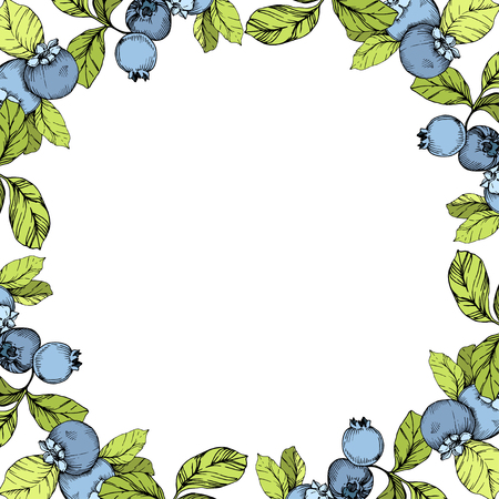 Vector Blueberry blue and green engraved ink art. Berries and green leaves. Leaf plant botanical garden floral foliage. Frame border ornament square.のイラスト素材