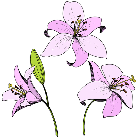 Vector Pink Lily floral botanical flower. Wild spring leaf wildflower isolated. Engraved ink art. Isolated lilies illustration element on white background.のイラスト素材