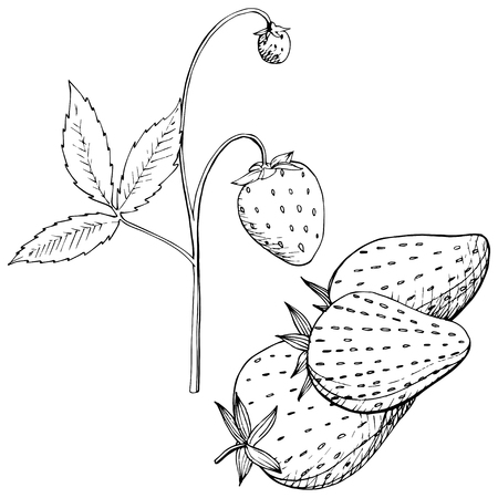 Vector Strawberry healthy food. Black and white engraved ink art. Isolated berry illustration element.のイラスト素材
