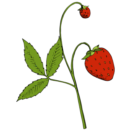 Vector Strawberry healthy food. Red and green engraved ink art. Fresh fruit for background, texture, wrapper pattern or menu. Isolated berry illustration element on white background.のイラスト素材