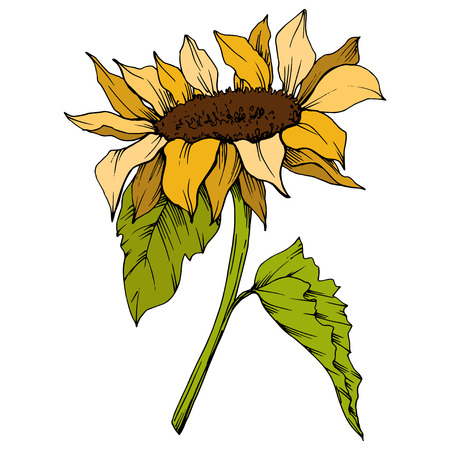 Vector Sunflower floral botanical flower. Wild spring leaf wildflower isolated. Yellow and green engraved ink art. Isolated sunflower illustration element.のイラスト素材