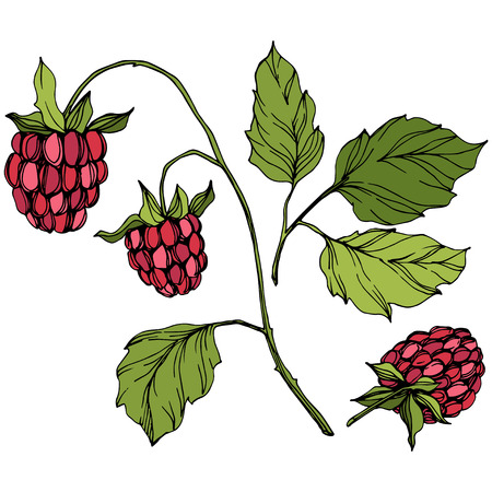 Vector Raspberry healthy food isolated. Red and green engraved ink art. Isolated berries illustration element on white background.のイラスト素材