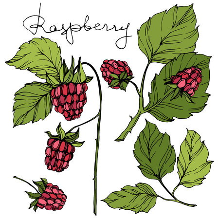 Vector Raspberry healthy food isolated. Red and green engraved ink art. Isolated berries illustration element on white background.のイラスト素材