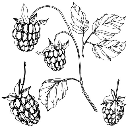 Vector Raspberry healthy food isolated. Black and white engraved ink art. Isolated berries illustration element on white background.のイラスト素材