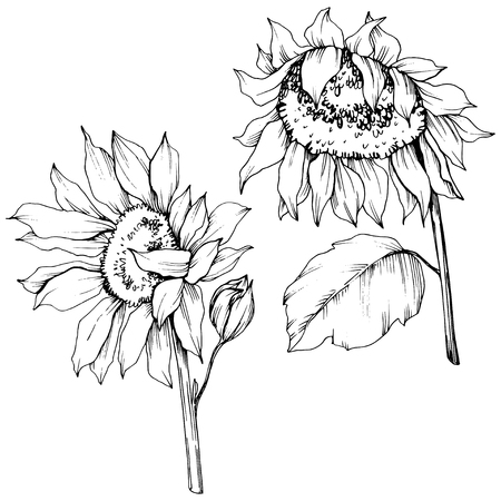 Vector Sunflower floral botanical flowers. Wild spring leaf wildflower isolated. Black and white engraved ink art. Isolated sunflower illustration element.のイラスト素材