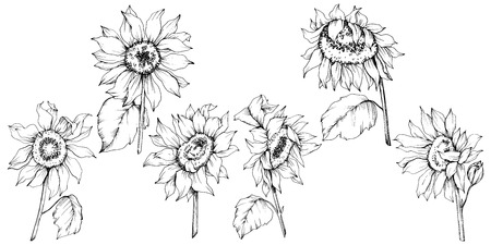 Vector Sunflower floral botanical flowers. Wild spring leaf wildflower isolated. Black and white engraved ink art. Isolated sunflower illustration element.のイラスト素材