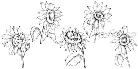 Vector Sunflower floral botanical flowers. Wild spring leaf wildflower isolated. Black and white engraved ink art. Isolated sunflower illustration element.のイラスト素材