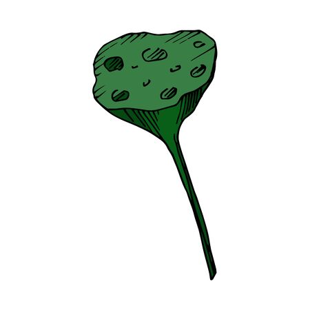 Vector Lotus floral botanical flowers. Wild spring leaf wildflower isolated. Black and white engraved ink art. Isolated lotus illustration element on white background.のイラスト素材