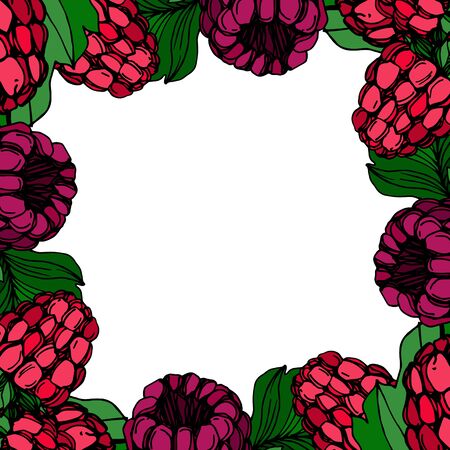 Vector Raspberry healthy food fresh berry isolated. Black and white engraved ink art. Frame border ornament square.のイラスト素材