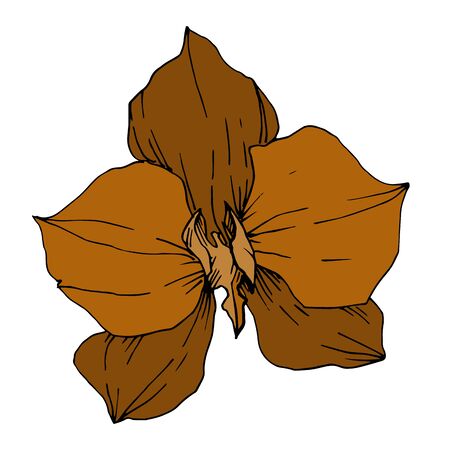 Vector Tropical flowers and leaves isolated. Black and white engraved ink art. Isolated plant illustration element.のイラスト素材