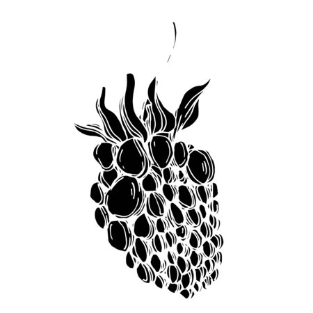Vector Blackberry healthy food. Black and white engraved ink art. Isolated berry illustration element.のイラスト素材