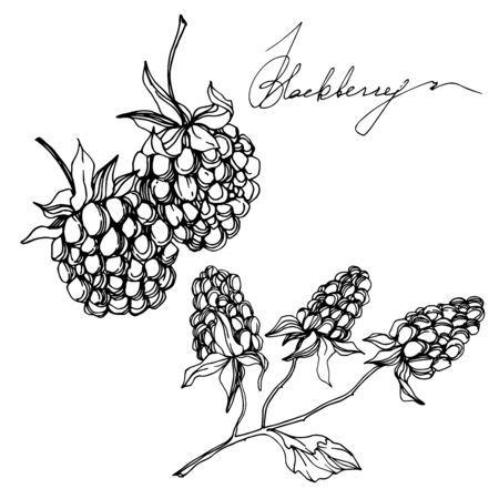 Vector Blackberry healthy food. Black and white engraved ink art. Isolated berry illustration element.のイラスト素材