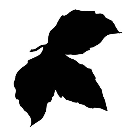 Vector Blackberry healthy food. Black and white engraved ink art. Isolated berry illustration element.のイラスト素材