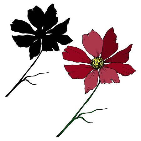 Vector Cosmos floral botanical flowers. Black and white engraved ink art. Isolated cosmea illustration element.のイラスト素材