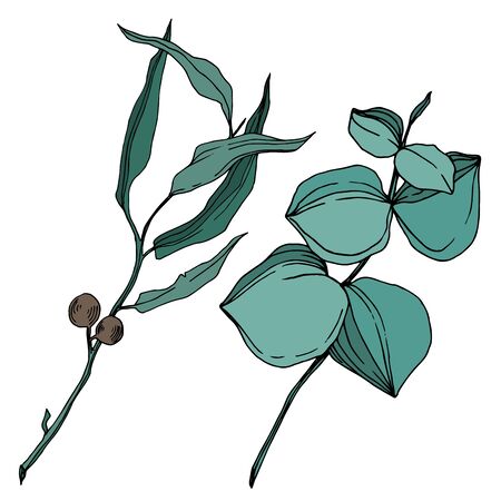 Vector Eucalyptus tree leaves jungle botanical. Black and white engraved ink art. Isolated eucalyptus illustration element on white background.のイラスト素材